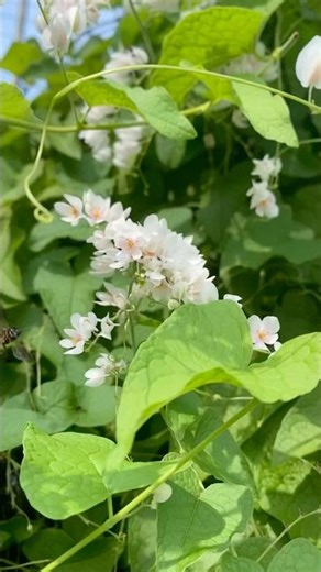 The Giant Rock Honey Bee (Apis dorsata) collecting pollens from white coral