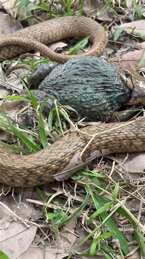 I saw a scene where a frog and a snake met unexpectedly in nature,251#snake and frog#nature