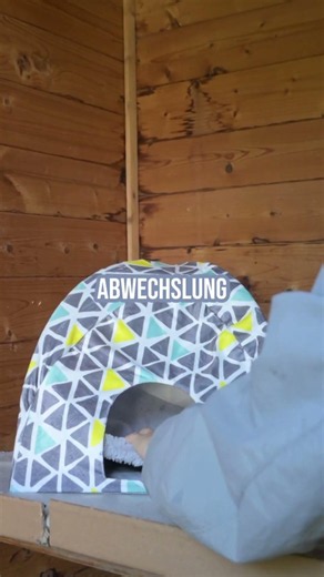 Warum Meerschweinchen Verstecke brauchen 🐹 #Meerschweinchen #Kleintiere #trixieheimtierbedarf
