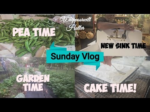 Putting up peas, The Best Chocolate Cake, no eggs!, New kitchen sink