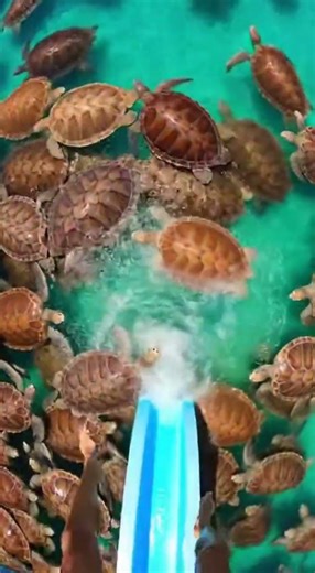 Waterslide into pool full of giant fish #funny #memes