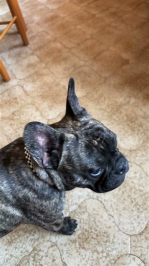 Rovelló only hears "let's go pee" #puppy #doggielife #cute