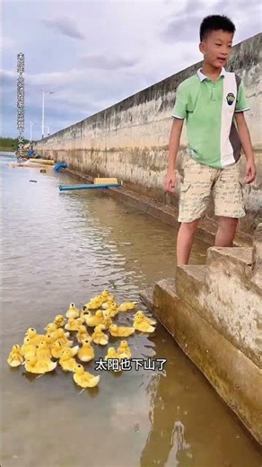 鴨子自由式 這羣鴨子一天不遊泳就叫個不停，一下來遊泳就消停多了！ #養鴨日常 #遛鴨子的小男孩 #鴨司令 #大自然的饋贈