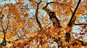 秋天 落下 树叶 - Free video on Pixabay