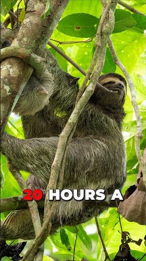 Who’s the Slowest Animal? Sloth vs. Giant Tortoise Showdown! #animals #animalshowdown