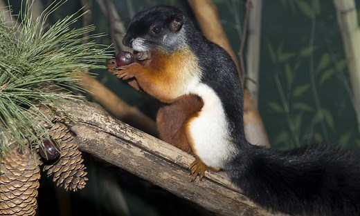 Prevost's squirrel