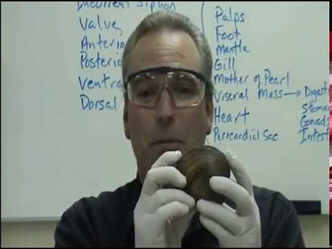 Clam Dissection