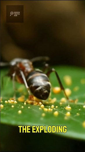 Exploding Ants: Nature’s Living Landmines - Shocking Hidden Truth About Insects