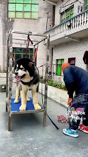 Effective Dog Training Tips for Aggressive Behavior