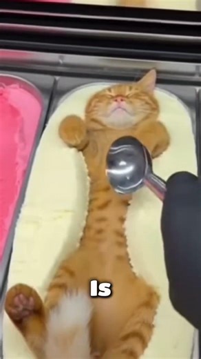 90% of people might don't know this... #shorts #factshorts #funnycats #catshorts
