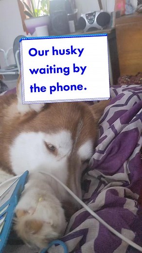 @Raia David the Malloys🇨🇦 #raia_david_huskyhangout