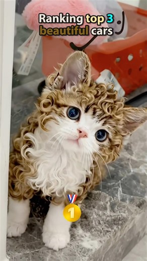 Top 3 beautiful cats!🐈😻 #shorts #cat #catshorts #catvideos