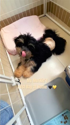 4-month-old Morkie 🖤💛😁