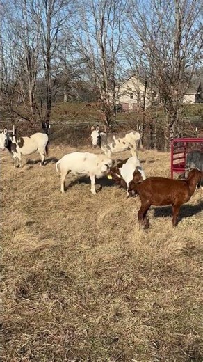 Goat VS Sheep Fight