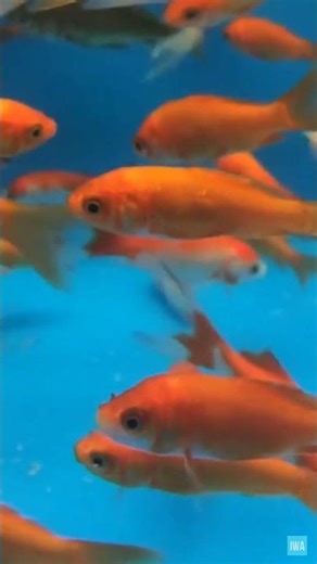 Amazing Goldfish Facts!