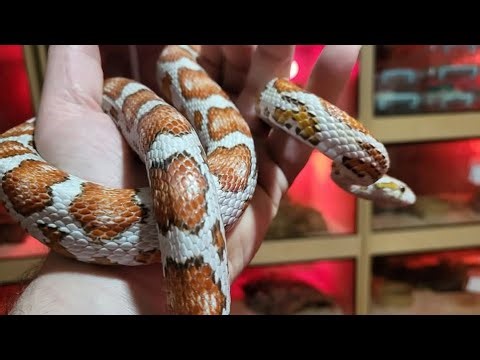 Candies, Ultramel, and the Phenom Corn Snakes