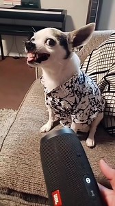 Manchas does not like Fart Sounds 🤣🤣 #chihuahua #funny | Chihuahua Lovers Family