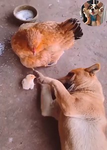 121K views · 9.1K reactions | Omg how cute dog 殺 #Dogs #CuteDogs #LoveDog #SmartDogs Join my group :  Dog Lovers  . Thank you so much ❤ | Pets Talent | Facebook