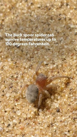 As temperatures rise, even the toughest creatures are pushed to their limits. 🕷️ #HostilePlanet