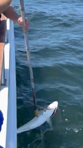 122 reactions · 12 comments | Torrid white seabass action on the Pride; tackle tips, weather forecast, halibut & more. | Philip Friedman | Facebook