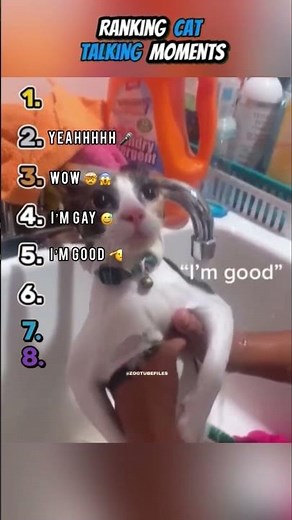 Ranking Cat Talking Moments