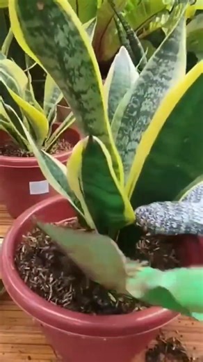 65K views · 1.2K reactions | Here’s a clear, simple, beginner-friendly guide on how to repot and propagate a Sansevieria (Snake Plant) safely #propagationtechnique #PlantingTechniques #ProvenAndTested #propagationsuccess #tipsandtricks #fblifestyle Mamalyn's Garden | Mamalyn's Garden | Facebook