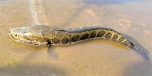 Missouri Department of Conservation reminds anglers to kill, report northern snakehead fish