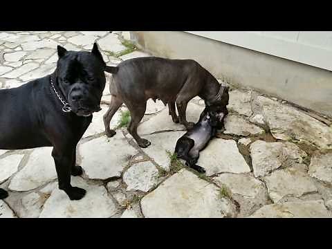 How mother dogs handle disrespectful puppies: Part 1