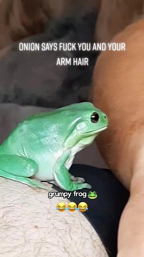 Angry Frog #frog #frogs #nature #fyp #funny | frog