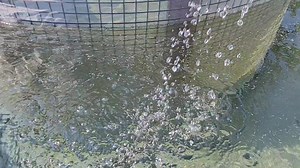 मछली का बीज (बच्चा)🐟 | Muzaffarpur Smart City