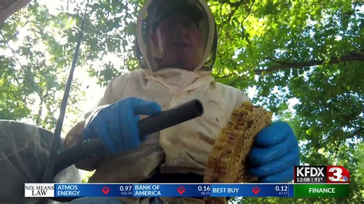 On The Clock: Bee Removal