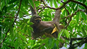 Brown-throated sloth - Bradypus variegatus species of three-toed sloth found in the Neotropical realm of Central and South America, hanging mammal found in the forests of South and Central America.