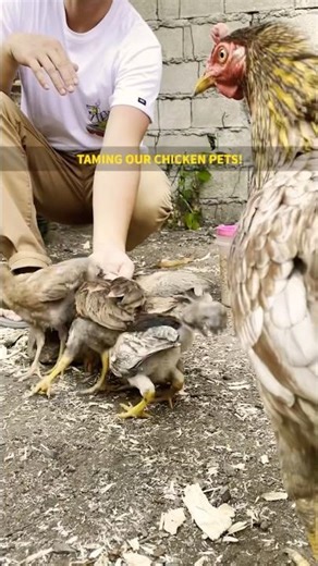 Paano Paamuhin Ang Manok? | Feathers and Friendship: The Art of Chicken Whispering and Pet Bonding!