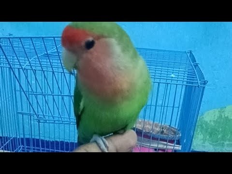 Morning Pets Birds Training