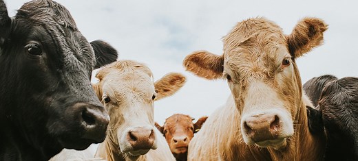 12 Interesting and Educational Cow Facts | FactRetriever