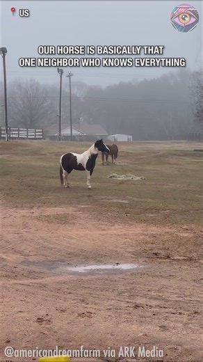 519K views · 13K reactions | Horse warns us about neighbor trouble | Bright Side | Facebook