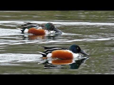 Bird Facts: Northern Shoveler Duck Feeding Behaviour