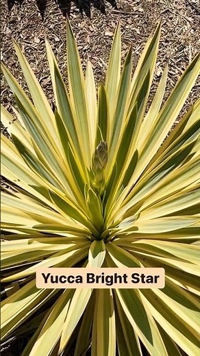 Yucca Bright Star: The Low-Maintenance Showstopper Your Landscape Need 😎