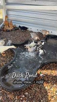 How I manage my Duck Pond! Low maintenance and only takes 11 minutes of my time. 🦆✨ #ducks