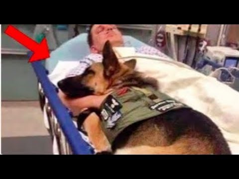 GERMAN SHEPHERD — One Photo That Shocked Millions