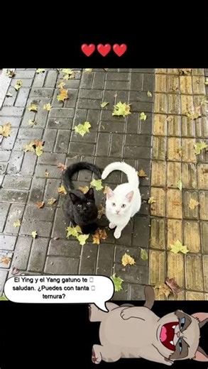 El Ying y el Yang gatuno te saludan. ¿Puedes con tanta ternura?