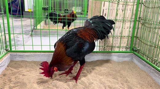 que jap 3k6 gần 10tháng về chủ mới 🥰🥰🥰