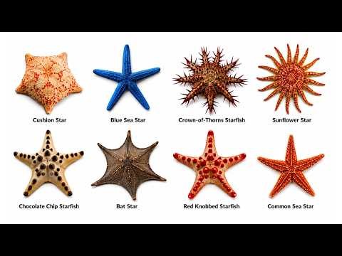 Every Type of Starfish Explained in 7 Minutes