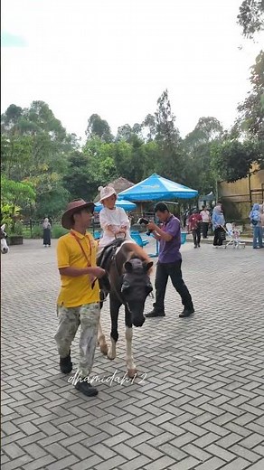 senangnya naik kuda #lembangparkzoo #lembang #wisatalembangbandung #kebunbinatang #kuda #naikkuda