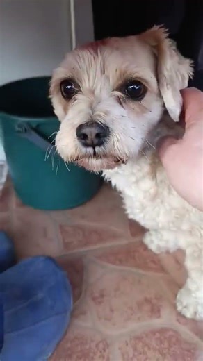 Ira möchte einfach nur geliebt werden