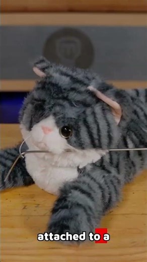 Mark Rober's Insane 'Texas Switch' Cat Prank!