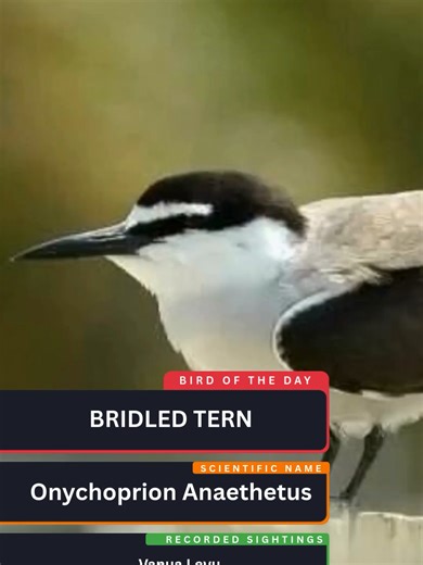 Bridled Tern: A long-winged tern with a deeply forked tail, dark gray upperparts, white underparts, and a white forehead with a hindneck collar. Juveniles show scaly gray upperparts and paler underparts, while nonbreeding birds have a darker, untidy nape.