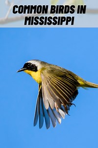 16 Common Birds in Mississippi (with Pictures)