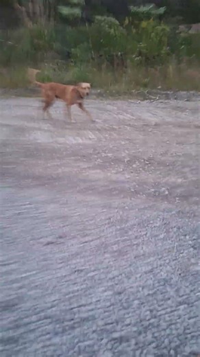 asmr do som da colônia #asmr #interior