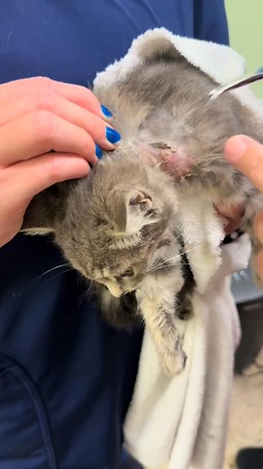 Prystal vet surgeons on Instagram: "Myiasis in animals is infestation by fly larvae (maggots) in wounds, skin, or body openings. Flies lay eggs on moist, soiled, or injured areas; larvae hatch, feeding on dead or living tissue. Risk factors include poor hygiene, untreated wounds, diarrhea, and neglect. Clinical signs include foul-smelling wounds, visible maggots, pain, restlessness, and tissue destruction. Management involves mechanical removal of maggots, wound cleaning, antiseptics, antibiotic